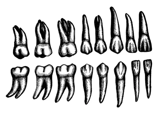 Sixteen Different Type Permanent Teeth Shown Teeth Replace Temporary Teeth — Stock Vector