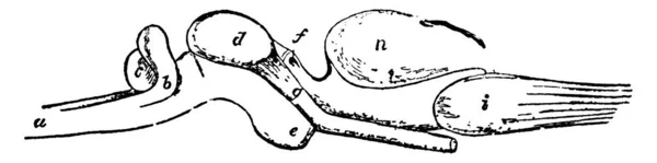 Типичное Представление Бокового Аспекта Головного Мозга Polypterus Такими Частями Medulia — стоковый вектор