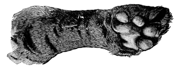 这里显示的是老虎的爪子 雄性有比雌性宽的前爪垫 老虎会用爪子猛击猎物 猛击猎物的头骨 主要是大头牛的头骨 用古老的线条画或雕刻来杀死猎物 — 图库矢量图片
