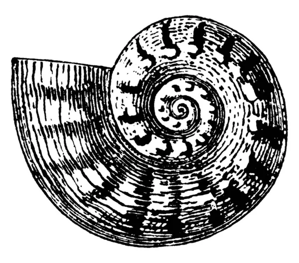 Die Muschel Die Hart Und Spiralförmig Ist Von Tieren Geschaffen — Stockvektor