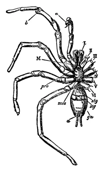 Typical Representation Ventral View Male Mygalomorphous Spider Six Pairs Prosomatic — 图库矢量图片