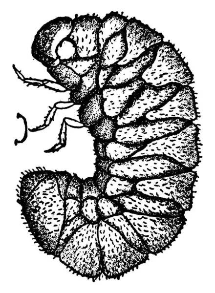 Orologio Della Morte Sitodrepa Panacea Specie Sono Coleotteri Noiosi Linea — Vettoriale Stock