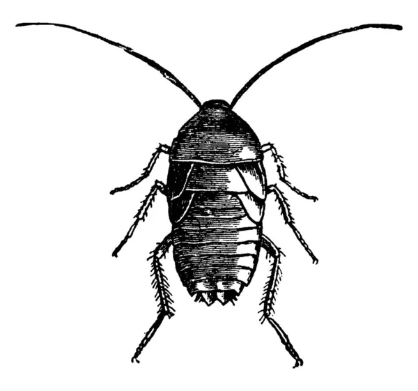 女性东方蟑螂 老式线条绘图或雕刻插图 — 图库矢量图片