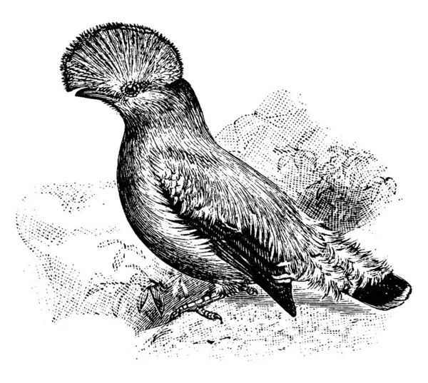 Cock Rock Sono Uccelli Singolari Che Hanno Una Cresta Semicircolare — Vettoriale Stock