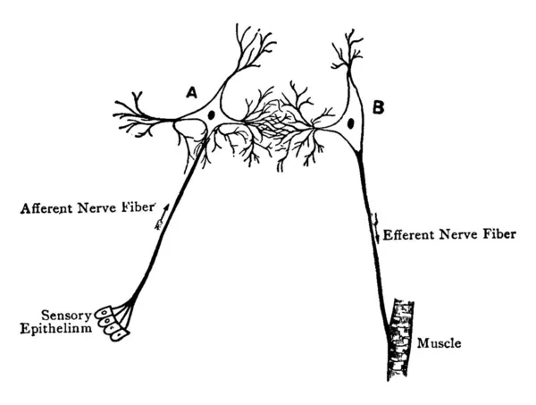 Диаграмма Рефлексной Дуги Нервный Путь Участвующий Рефлекторном Действии Рисовании Винтажных — стоковый вектор