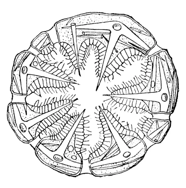 Las Esponjas Son Organismos Acuáticos Multicelulares Miembros Del Filo Porifera — Vector de stock