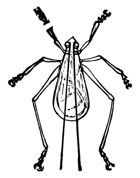수나무 귀뚜라미 빈티지 선그리기 그림의 이미지 — 스톡 벡터