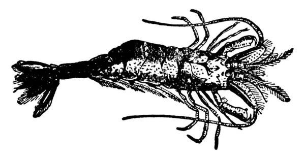 Shrimp Назва Будь Якої Особи Роду Crangon Союзника Омарів Раків — стоковий вектор