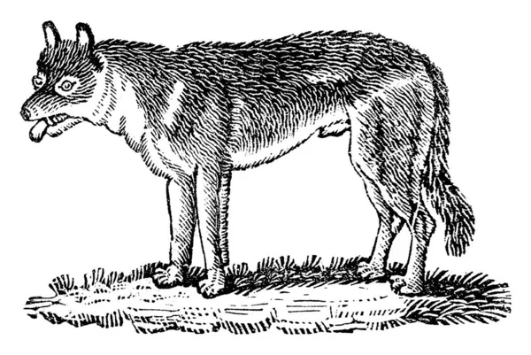 オオカミの代表的な表現で 長く茂みのある毛皮で 尖った耳や筋肉が少なく パックに生息して狩りをする肉食性の哺乳動物です — ストックベクタ