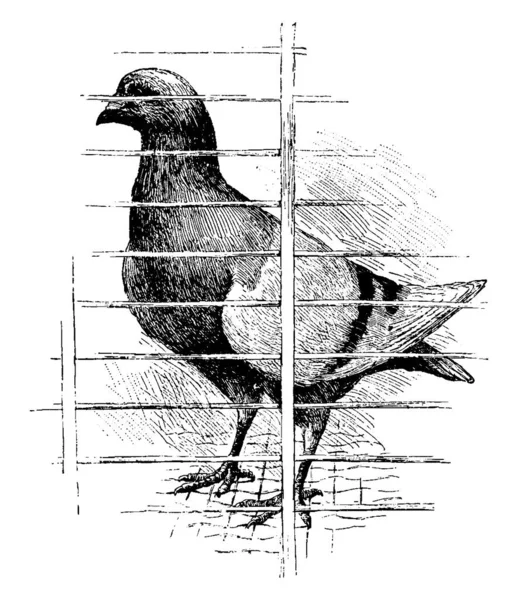 短い足 短い請求書 その大きくコンパクトなボディに小さな頭を持つ鳩 皮膚に緩く接続されたふわふわの羽は ロフト ヴィンテージライン図面や彫刻イラストで — ストックベクタ