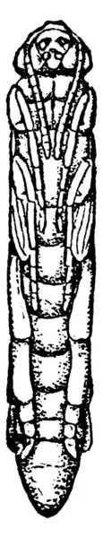 Samčí Kukla Druhu Tremex Columba Výraznýma Očima Protáhlým Tělem Starodávnou — Stockový vektor