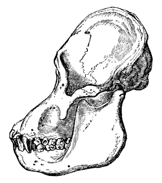 Uma Representação Típica Vista Lateral Crânio Orang Adulto Que São — Vetor de Stock
