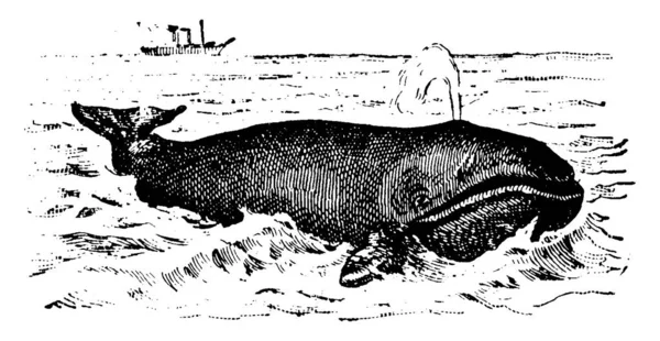 鲸鱼是水生的胎盘海洋哺乳动物 通过头部顶部的孔口呼吸空气 — 图库矢量图片