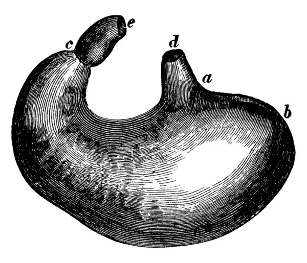 Людський Шлунок Його Частинами Позначені Вінтажний Малюнок Лінії Або Гравюрна — стоковий вектор
