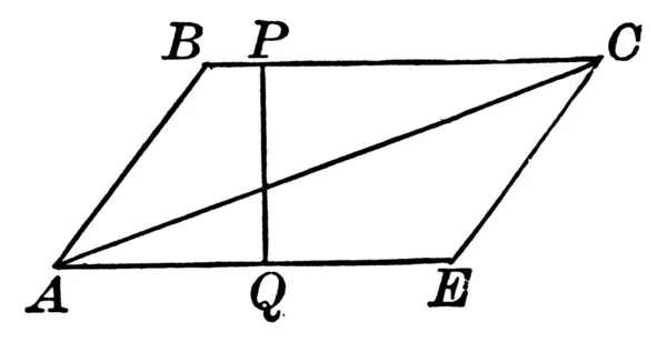 Paralelogramă Două Perechi Laturi Paralele Patru Noduri Altitudine Diagonal După — Vector de stoc