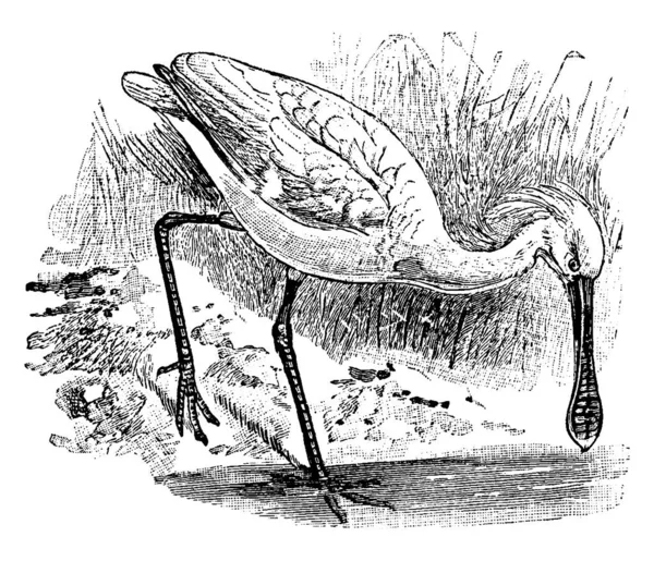 Typical Representation Long Legged Wading Bird Spoonbill Large Spatulate Bills — Stock Vector