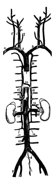 Les Veines Thorax Ces Vaisseaux Transportent Sang Des Poumons Vers — Image vectorielle