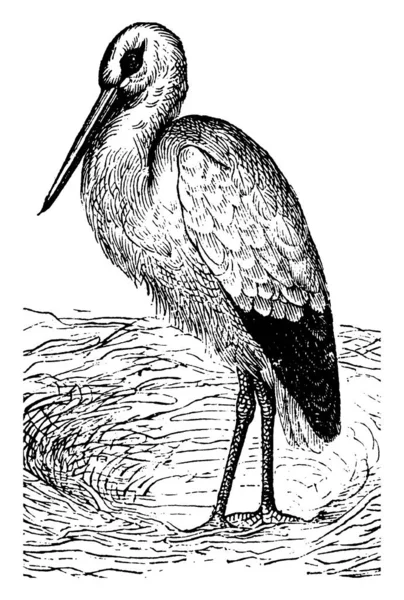 コウノトリは 鋭い鼻 ヴィンテージラインの図面や彫刻イラストを持つ長い足の結婚式の鳥です — ストックベクタ