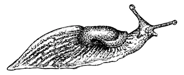 ナメクジ ナメクジ またはナメクジ ナメクジ 明らかに貝のない陸生の胃腸ポッド軟体動物 ヴィンテージラインドローイングまたは彫刻イラストの一般的な名前です — ストックベクタ