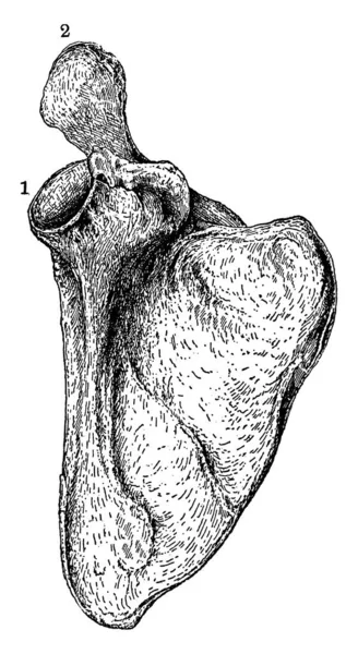 Een Typische Weergave Van Het Schouderblad Het Menselijk Scapula Bot — Stockvector