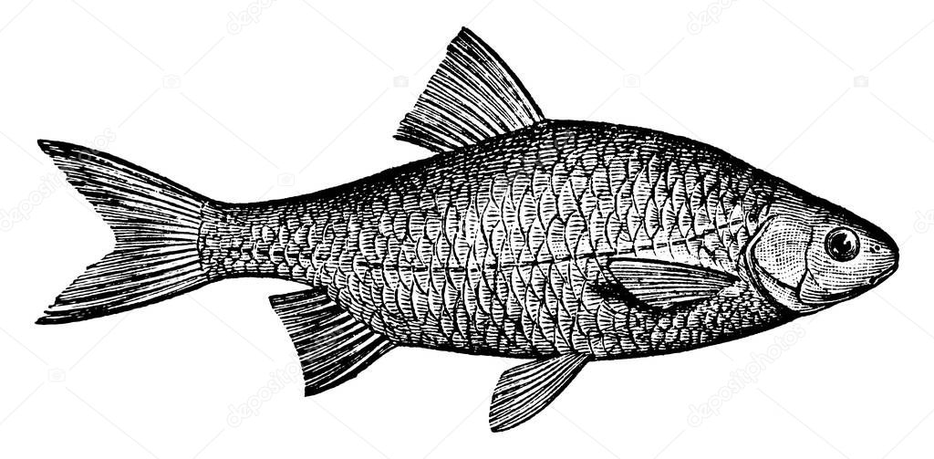 Roach, a small fresh or brackish water fish, generally possess 12 to 14 rays, in their dorsal and anal fins and are bluish-silvery color body with white belly, vintage line drawing or engraving illustration.