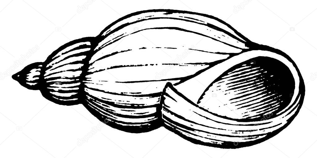 The Snail shell is part of the body of a snail, a kind of mollusc. It is an exoskeleton which protects snails from predators, vintage line drawing or engraving illustration.
