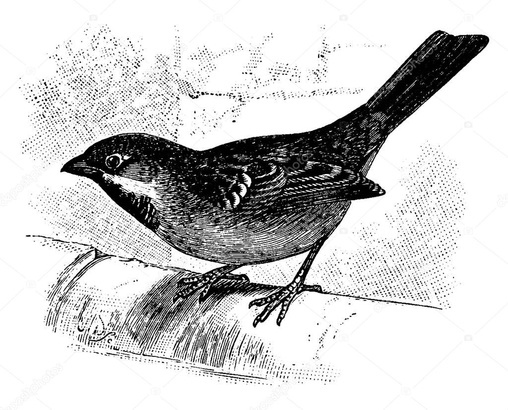 Sparrows (genus Passer) are a family of small passerine birds, and are small, plump, mostly brown and grey birds with short tails and stubby, powerful beaks. They feed on seeds and small insects, vintage line drawing or engraving illustration 