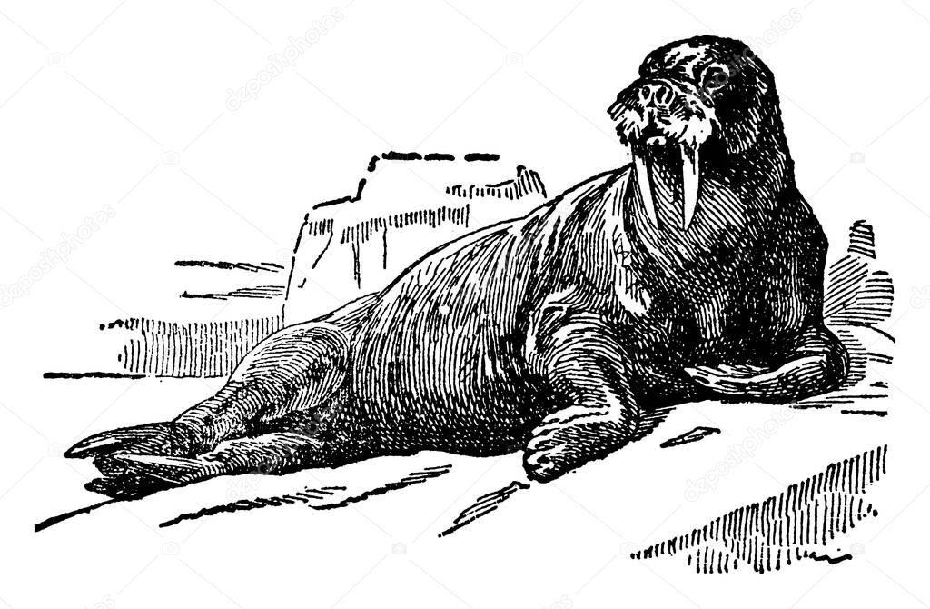 Is 10 to 12 feet long, with a girth, muzzle abruptly truncated, bristly moustaches, small eyes, external ear wanting, sack-like body, tapering toward the tail; hind limbs short, fore limbs strong and stumpy, vintage line drawing or engraving illustra