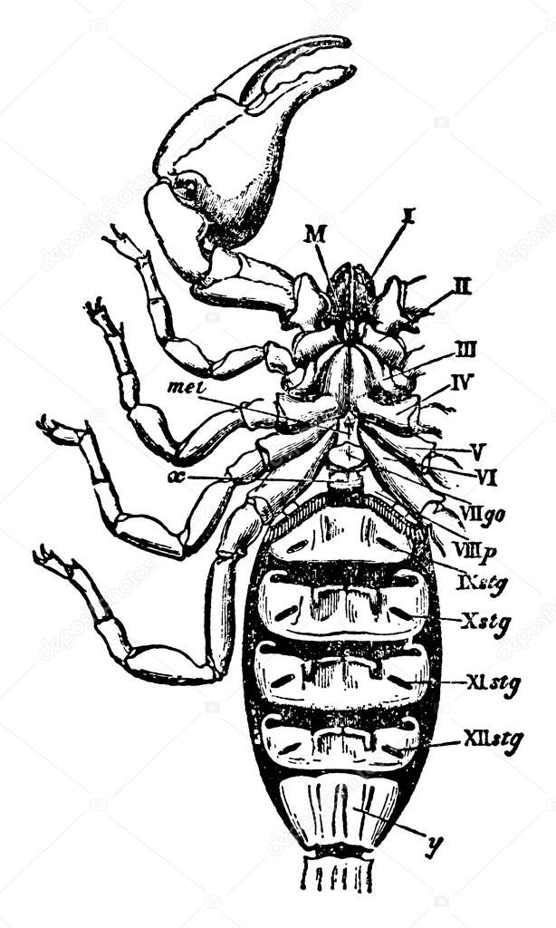 A typical representation of the ventral view of the scorpion, to show the arrangement of the coxae of the limbs, the sternal elements, genital plate and pectens, vintage line drawing or engraving illustration.