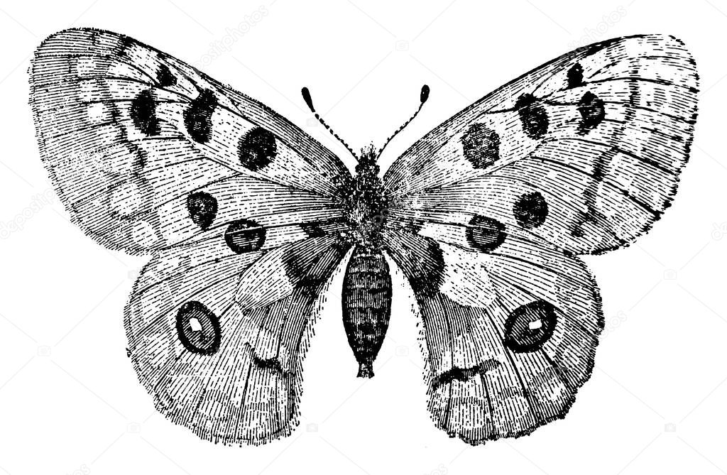 Apollo butterfly of the species, Parnassius Apollo and Papilionidae family, has distinct circular spots in their forewings and hindwings, found in flowery meadows and pastures, vintage line drawing or engraving illustration.