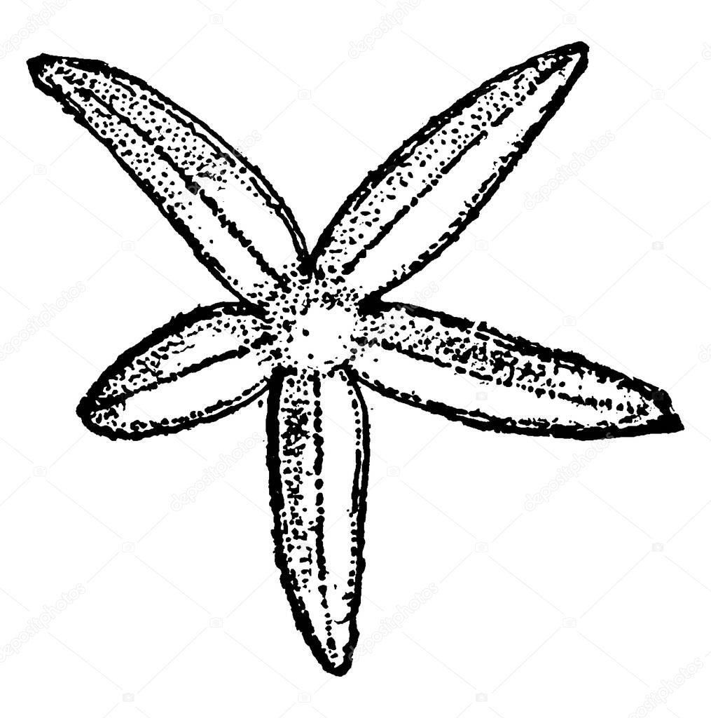 Starfish, with a central disc and five arms, belonging to the class Asteroidea of the phylum Echinodermata, vintage line drawing or engraving illustration.