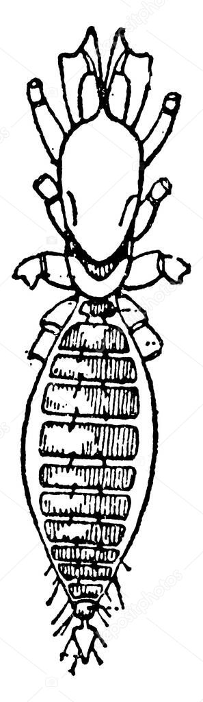 A typical representation of the ventral view of the anterior portion of the body, Thelyphonus species, showing the three prosomatic sternal plates and the rudimentary sternal element of the praegenital somite, vintage line drawing or engraving illust