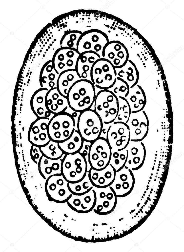 A typical representation of the egg-shaped mass of zoogloea of Beggiatoa roseo-persicina (Bacterium rubescens of Lankster). The gelatinous swollen walls of the large crowded cocci are fused into a common gelatinous envelope, vintage line drawing or e