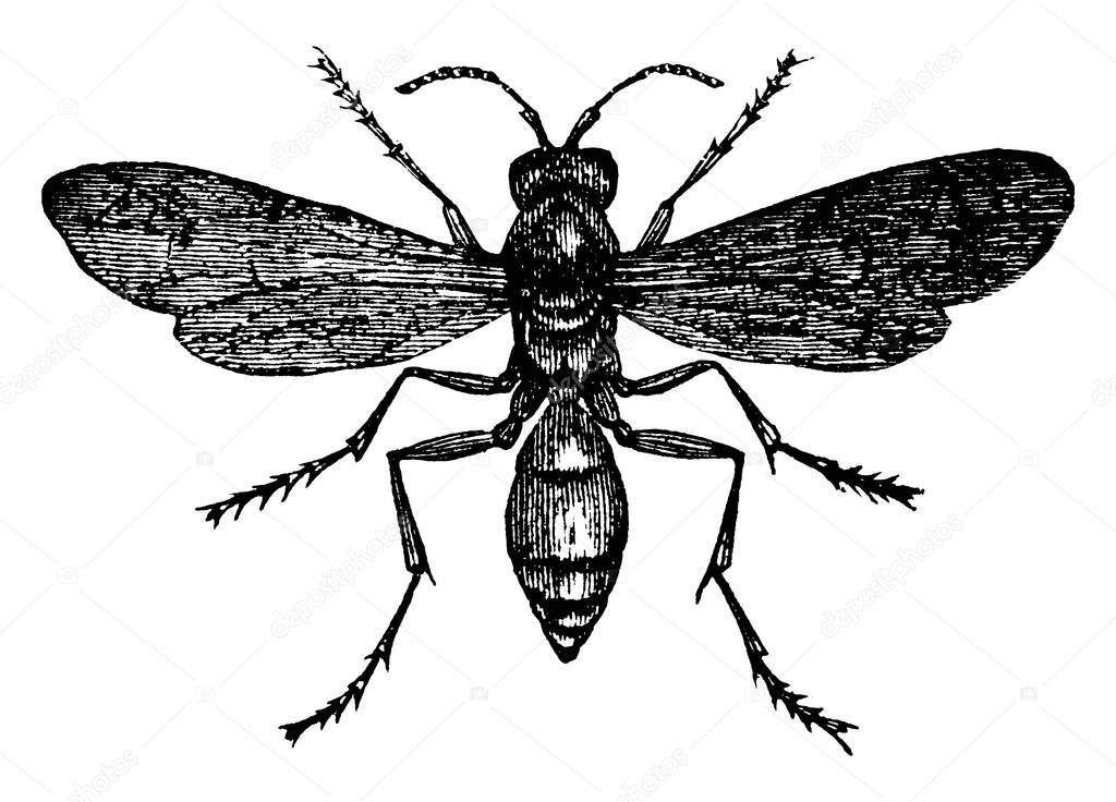 A stinging insect that is skinny and has a long and slender body with mottled markings in their wings, vintage line drawing or engraving illustration.