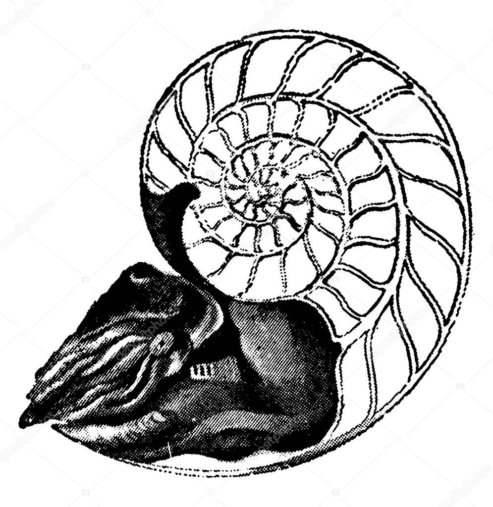 A Typical Representation Of Pearly Nautilus With Half The Shell Removed Vintage Line Drawing Or Engraving Illustration Larastock