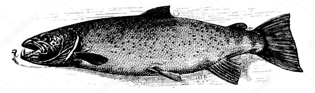 A ray-finned fish lives in tributaries of Atlantic and Pacific ocean, vintage line drawing or engraving illustration.