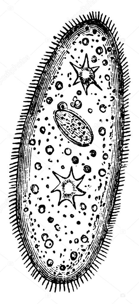 Paramecium is a genus of unicellular ciliates, vintage line drawing or engraving illustration.