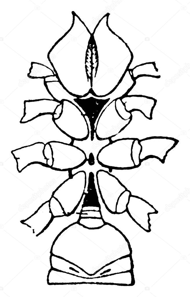 A typical representation of the Italian scorpion, Euscorpius italicus, holding a paralysed fly, in its chelicerae. Chelae is liberated for attack and defence, vintage line drawing or engraving illustration.
