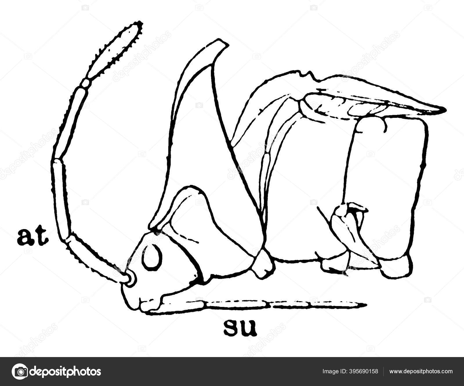 Side View Stink Bug Head Consist Eye Maxilla Antenna Mandible Vector Image By C Morphart Vector Stock