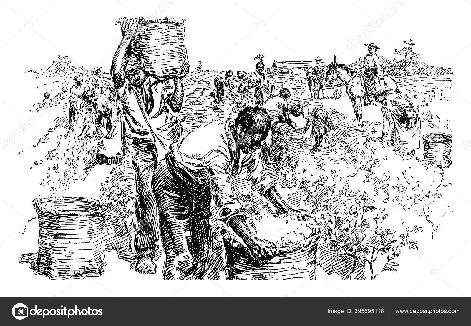 90+ Plantação De Algodão Ilustração de stock, gráficos vetoriais e