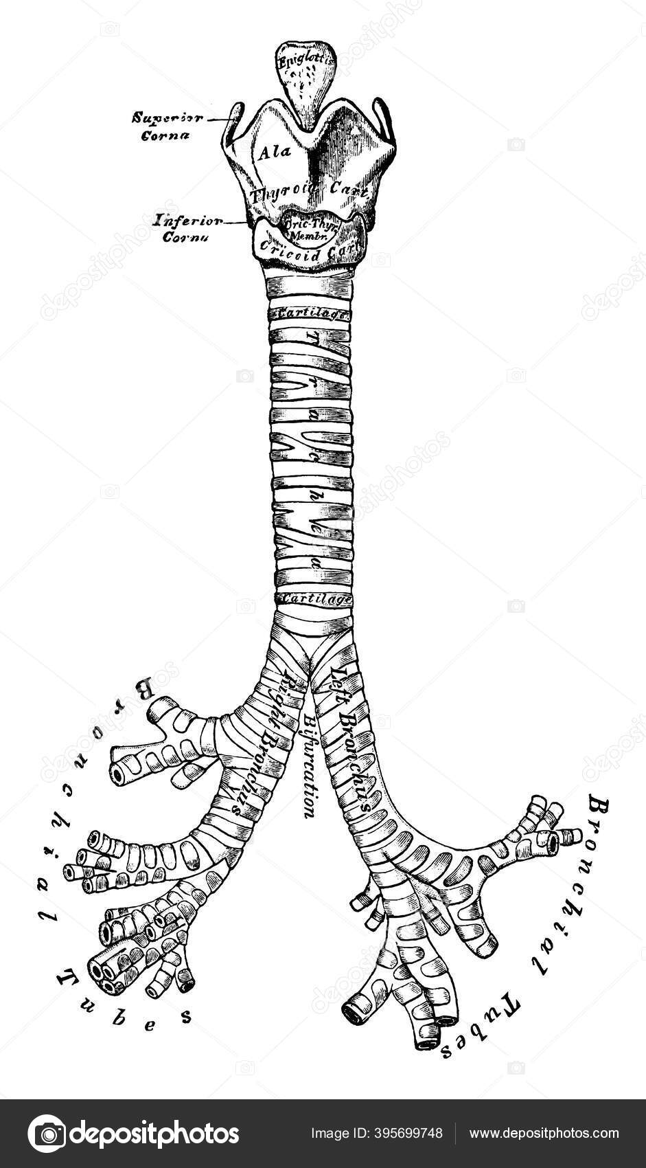 Paries membranaceus tracheae. Трахея. Paries membranaceus tracheae. Paries membranaceus tracheae. Трахея (trachea).