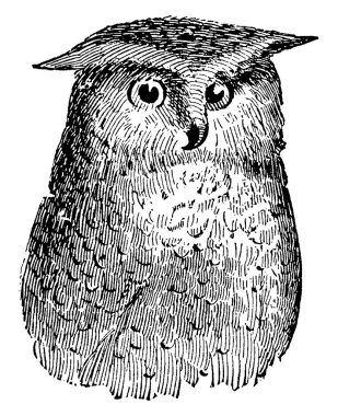 Baykuşlar, keskin gagalı, klasik çizgili ya da kabartmalı resimli gece kuşlarıdır..