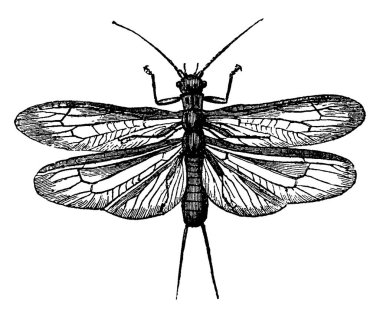 Resim taş sineğinin yapısını, klasik çizgi çizimini ya da gravür resimlerini gösteriyor.