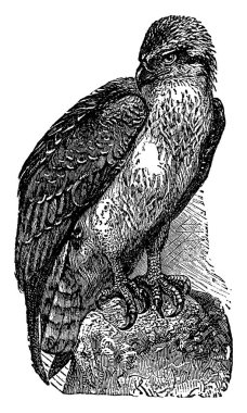 Osprey, Pandion haliaetus türü büyük bir yırtıcıdır, üst kısımları kahverengidir ve çoğunlukla baş ve alt kısımları gridir, benekli işaretler, vintage çizim veya resimleme ile zengin bir kırmızıdan kabarık beyaza üç veya dört yumurta bırakır