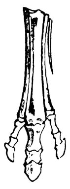 Nesli tükenmiş at benzeri hayvanların ayaklarının peş peşe modifiye edilmesinin tipik bir göstergesi olarak, orta ayak parmağının kademeli olarak küçültülmesi ve büyütülmesi, Meschippus, klasik çizgi çizimi ya da resim çizimi gösterilmiştir.