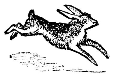 Hare, Leporidae familyasından büyük bir tavşana benzeyen hızlı koşan, uzun kulaklı bir memeli türü.. 