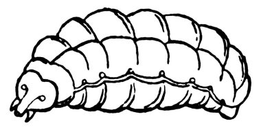 Bal Arısı, Apidae familyasından bir böcektir ve koloniler halinde yaşarlar. Bu figür Bal Arısı Larvası 'nı, klasik çizgi çizimini veya kabartma illüstrasyonunu temsil eder..
