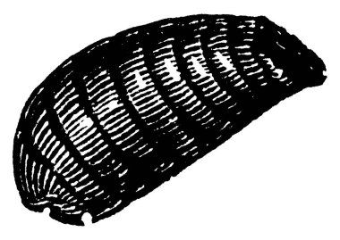 Koyun Sineği (İngilizce: 