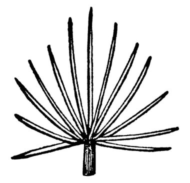 Vantilatör gibi görünen bitki yaprakları, klasik çizimler ya da gravür çizimleri.