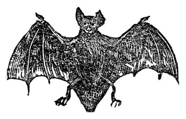 Fareyi andıran hayvan gibi küçük bir kuş, Chiroptera familyasının memelileridir; ön ayakları kanat olarak uyum sağlamıştır, doğal olarak gerçek ve sürekli uçuş yeteneğine sahip tek memeliler, klasik çizim ya da oymacılık çizimi yapan tek memelilerdir. 